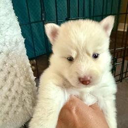 Orion - White male Pomsky puppy in Titusville, Florida from River Enz Pomskies