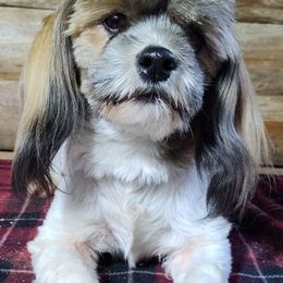 Maggie - Lhasa Apso