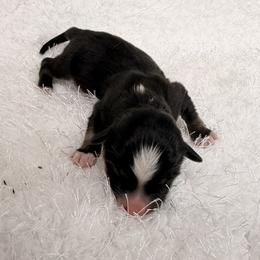 Jake - Black tri male Miniature Australian Shepherd puppy in Hillsville, Virginia from Lottie's Mini Aussies