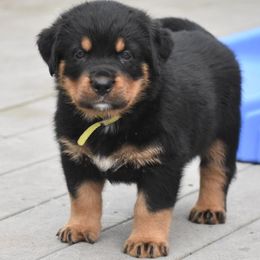 Boy 4 - male Rottweiler puppy in Catawissa, Pennsylvania from Sharp Ridge Rottweilers