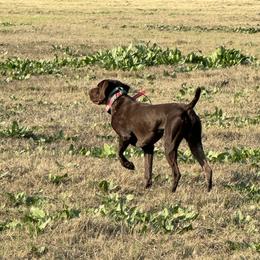 German Shorthaired Pointer All Grown Up from DragonPoint Gun Dogs