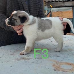 Female 3 - Biscuit and white female Anatolian Shepherd Dog puppy in Daggett, Michigan from T&S Anatolians