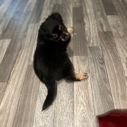 McKinnie - Black tri male Miniature Australian Shepherd puppy in Asheboro, North Carolina from Stellar Aussies