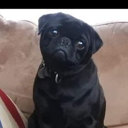 Pugs and Shichons from FURREVER FRENZ