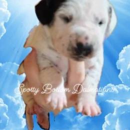 Dalmatian Puppies from Spotty Bottom Dalmatians