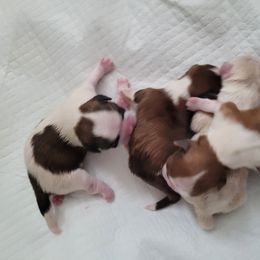 Shih Tzu Puppies from Sugar Paws Heavenly Shih Tzu’s