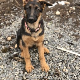 German Shepherd Puppies from Oregon German Shepherds