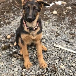 German Shepherd Puppies from Oregon German Shepherds
