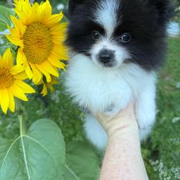 Domino - Black parti male Pomeranian puppy in Zionville, North Carolina from Shaner Poms
