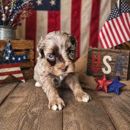 Boy 1, Champ - Merle male Bernedoodle puppy in Delphos, Ohio from Route 66 Poodles & Doodles, Sapphire Shih-tzu's of Ohio