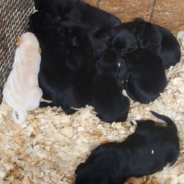 Golden Retriever and Labrador Retriever Puppies from OK GunDogs