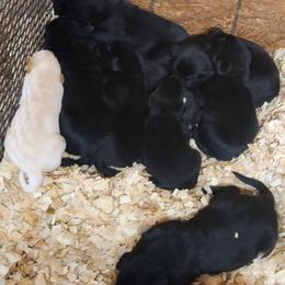 Golden Retriever and Labrador Retriever Puppies from OK GunDogs