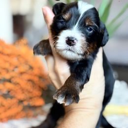 Sneezy - Tri-color male Bernedoodle puppy in Peoria, Arizona from Grand Canyon Bernedoodles