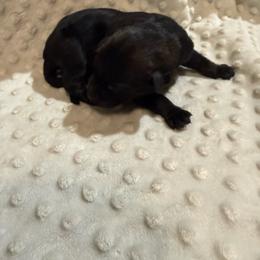 Girl 4 - Sable female German Shepherd puppy in Ashland, Alabama from CzechDDR