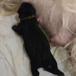 Male1 (BIIIW) - Black male Scottish Terrier puppy in Conroe, Texas from Scotch McLaren Terriers