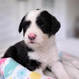 Erin - Black and white female Sheepadoodle puppy in Rocky Point, North Carolina from CelticDoods