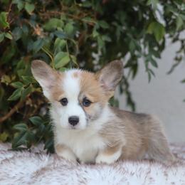 Chase - Sable male Pembroke Welsh Corgi puppy in Caliente, California from Rafter Cross 7