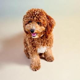 Coco - Goldendoodle