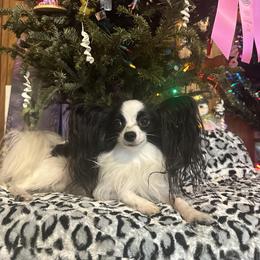 Norwegian Elkhound and Papillon All Grown Up from Mikanon