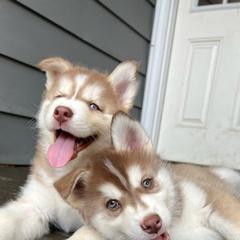 Siberian Husky Puppies from Charlie Stone's Siberian Huskies