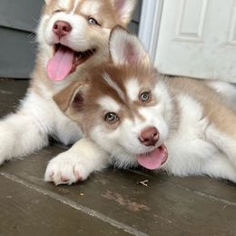 Siberian Husky Puppies from Charlie Stone's Siberian Huskies