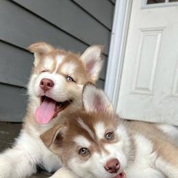 Siberian Husky Puppies from Charlie Stone's Siberian Huskies