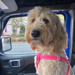 Goldendoodles from Furever Georgia Doodles