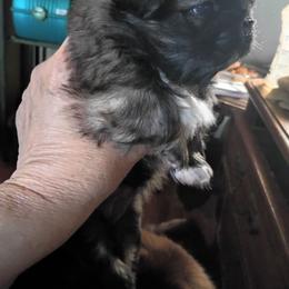 Sadie - Fawn sable female Pekingese puppy in Burns, Kansas from Pekingese Dynasty