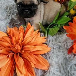 Black Boy - Fawn male Pug puppy in Weirsdale, Florida from Splash of Color Pug's