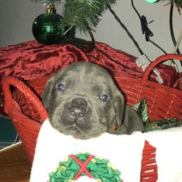 Cane Corso and Lowchen Puppies from High Royal Kennel