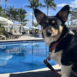 3 - Sable male Pembroke Welsh Corgi puppy in Sparta, New Jersey from CrestCottage Corgis