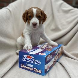 Cinnamon Roll - Orange and white female Brittany puppy in Downers Grove, Illinois from Attitude Brittanys