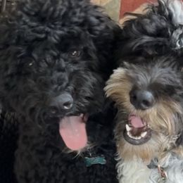 Bernedoodles from Netta's Bernedoodles