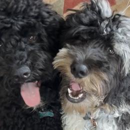 Bernedoodles from Netta's Bernedoodles
