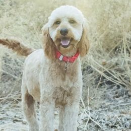 Goldendoodles from Willow’s Doodles