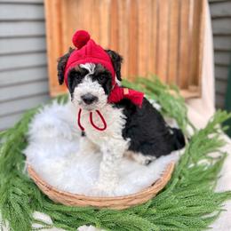 Alpine - Black and white male Bernedoodle puppy in Buda, Illinois from Hamilton Farm Doodles