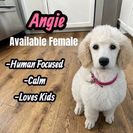 Angie - Cream female Poodle puppy in Baltimore, Maryland from Steinrock’s Standards