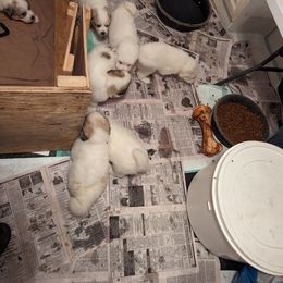 Great Pyrenees Puppies from Duck Creek Poultry Place & Wilson's Waterfowl