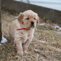 Golden Retriever Puppies from Grizzly Kennels