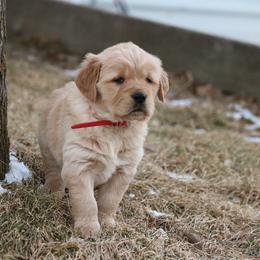 Golden Retriever Puppies from Grizzly Kennels