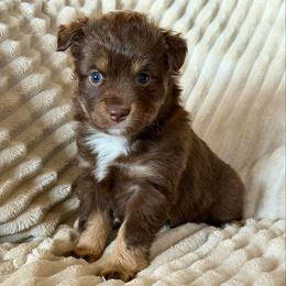 Pearl - Red tri female Miniature Australian Shepherd puppy in New Hampton, Iowa from Full River Australian Shepherds