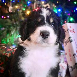 Cupid - Tri-color male Bernedoodle puppy in Lookout, California from Remington Kennels, LLC
