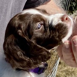 Brittany Puppies from Hellfinger Bird Dogs