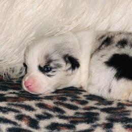 American Corgis, Australian Shepherds, and Pembroke Welsh Corgis from Chisholm Trail Kennels