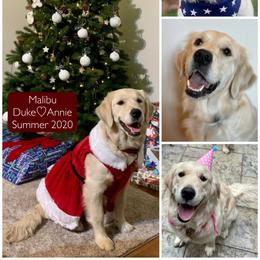 Golden Retriever All Grown Up from Oklahoma’s Enchanted Goldens