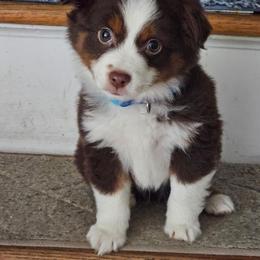 Australian Shepherd, Miniature American Shepherd, and Miniature Australian Shepherd All Grown Up from Spirited Aussies