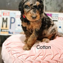 Cotton - Merle female Goldendoodle puppy in Pasco, Washington from Camp Doodle Woods