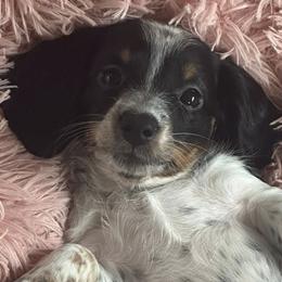 Dachshunds from Queens of the South