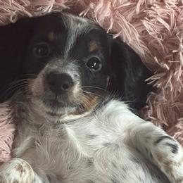 Dachshunds from Queens of the South