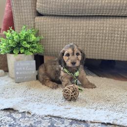 F1B Meet Lake :) - Sable male Cavapoo puppy in Centerville, Iowa from Barnyard Dachshunds, Dals & Doodles